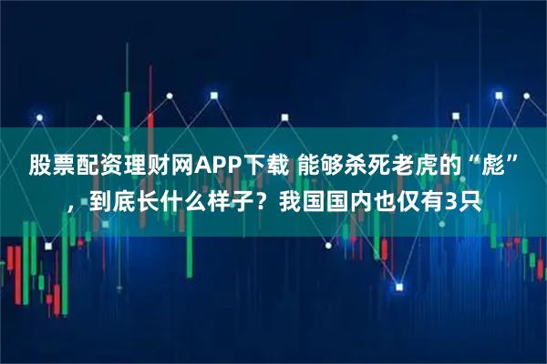 股票配资理财网APP下载 能够杀死老虎的“彪”，到底长什么样子？我国国内也仅有3只